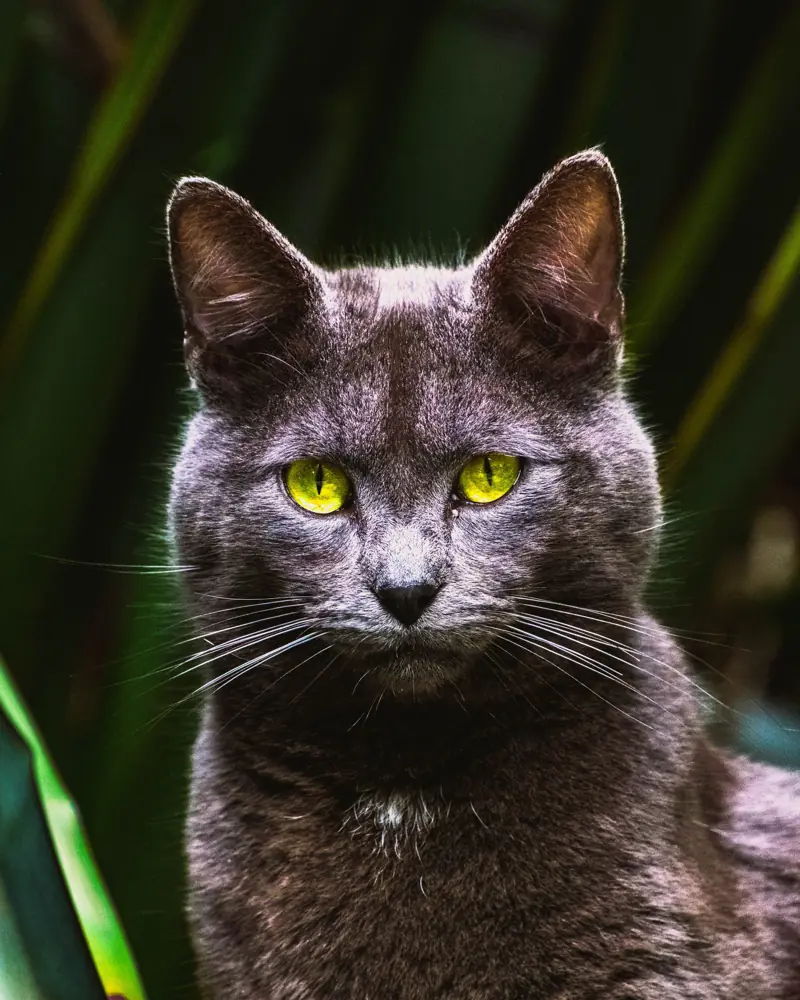 Un chat gris aux yeux jaunes, encadré par une palme.