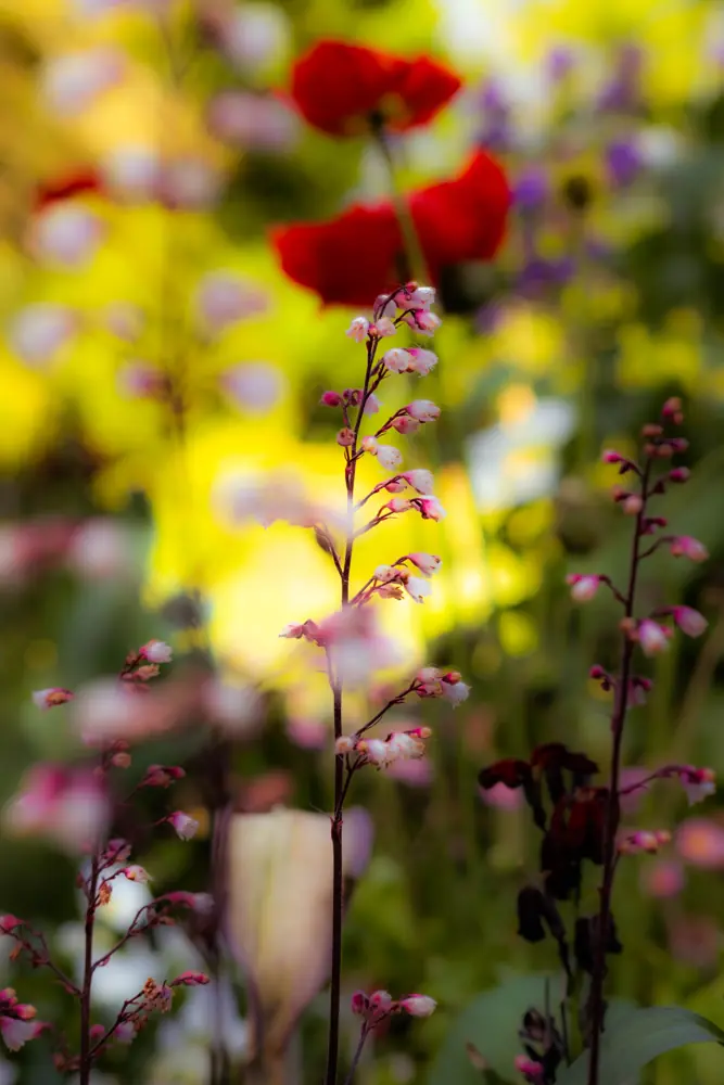Coquelicots et fleurs sauvages en contre-jour.