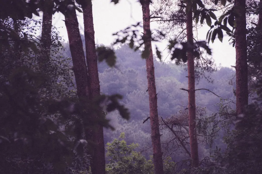 Sous-bois dans la brume matinale, aux tons froids.