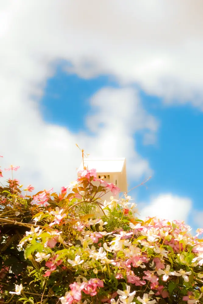Fleurs roses en surplomb sur un ciel d'été.
